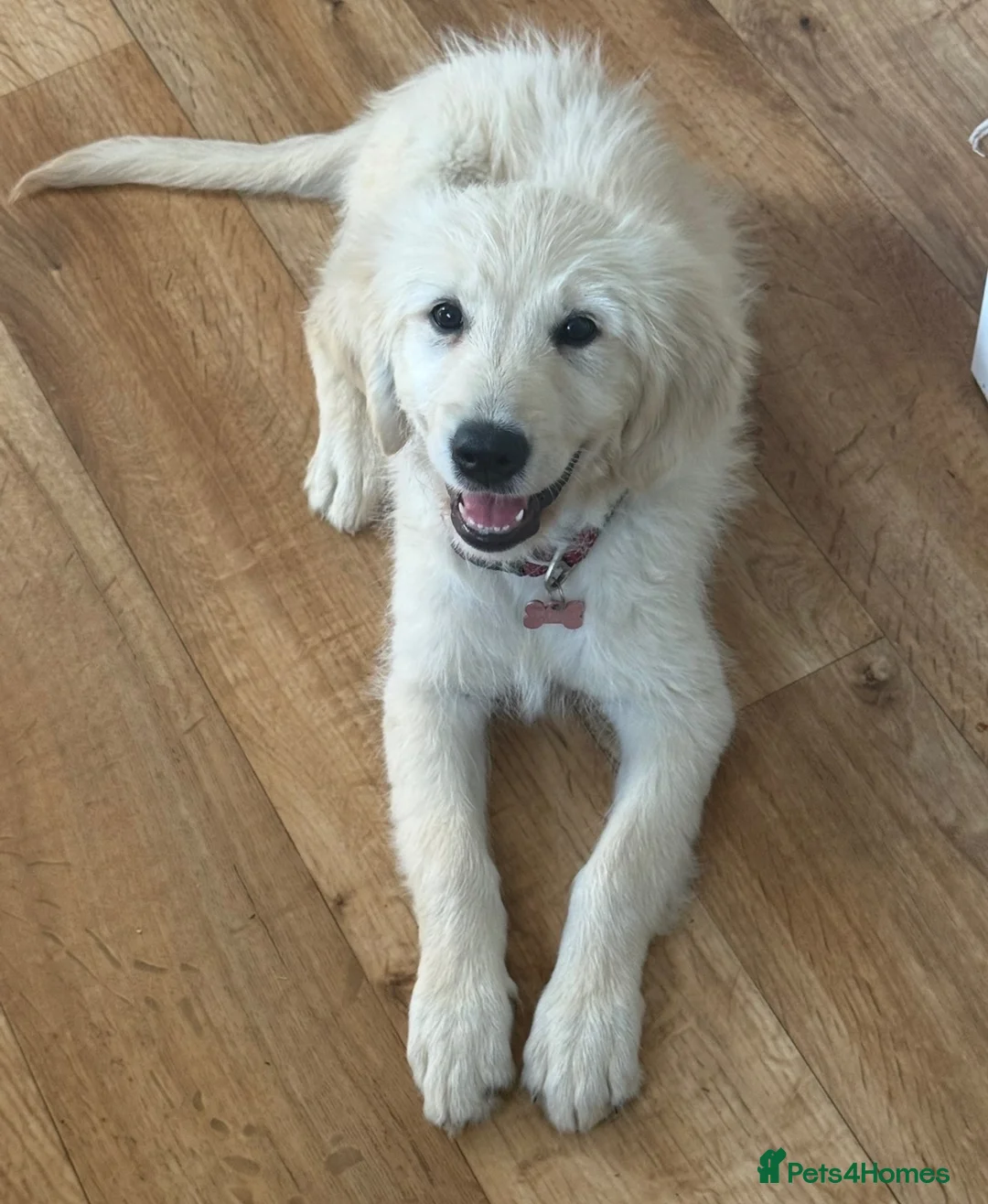 Golden Retriever dogs for sale: Lola – 6-Month-Old Golden Retriever 🐾💛 - Advert 1