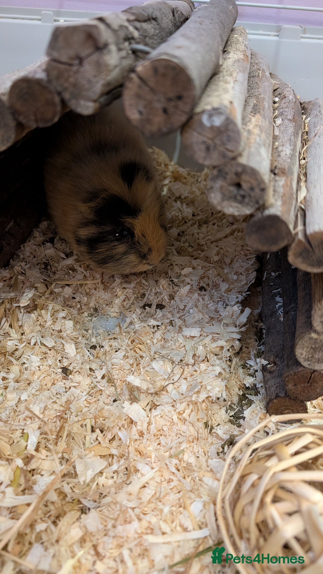 Guinea Pig rodents for sale: 2 male bonded guinea pigs for sale  - Advert 4