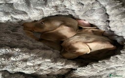 Miniature Dachshund dogs for sale: KCRegistered Miniature SmoothHaired Dachshund Boys - Image 10