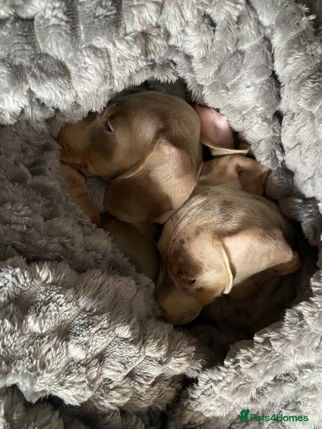 Miniature Dachshund dogs for sale: KCRegistered Miniature SmoothHaired Dachshund Boys - Image 10