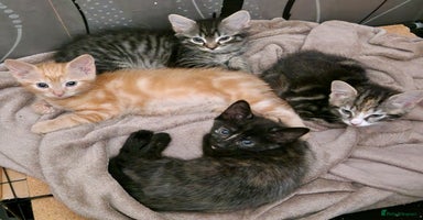 Mixed Breed cats - Advert 10