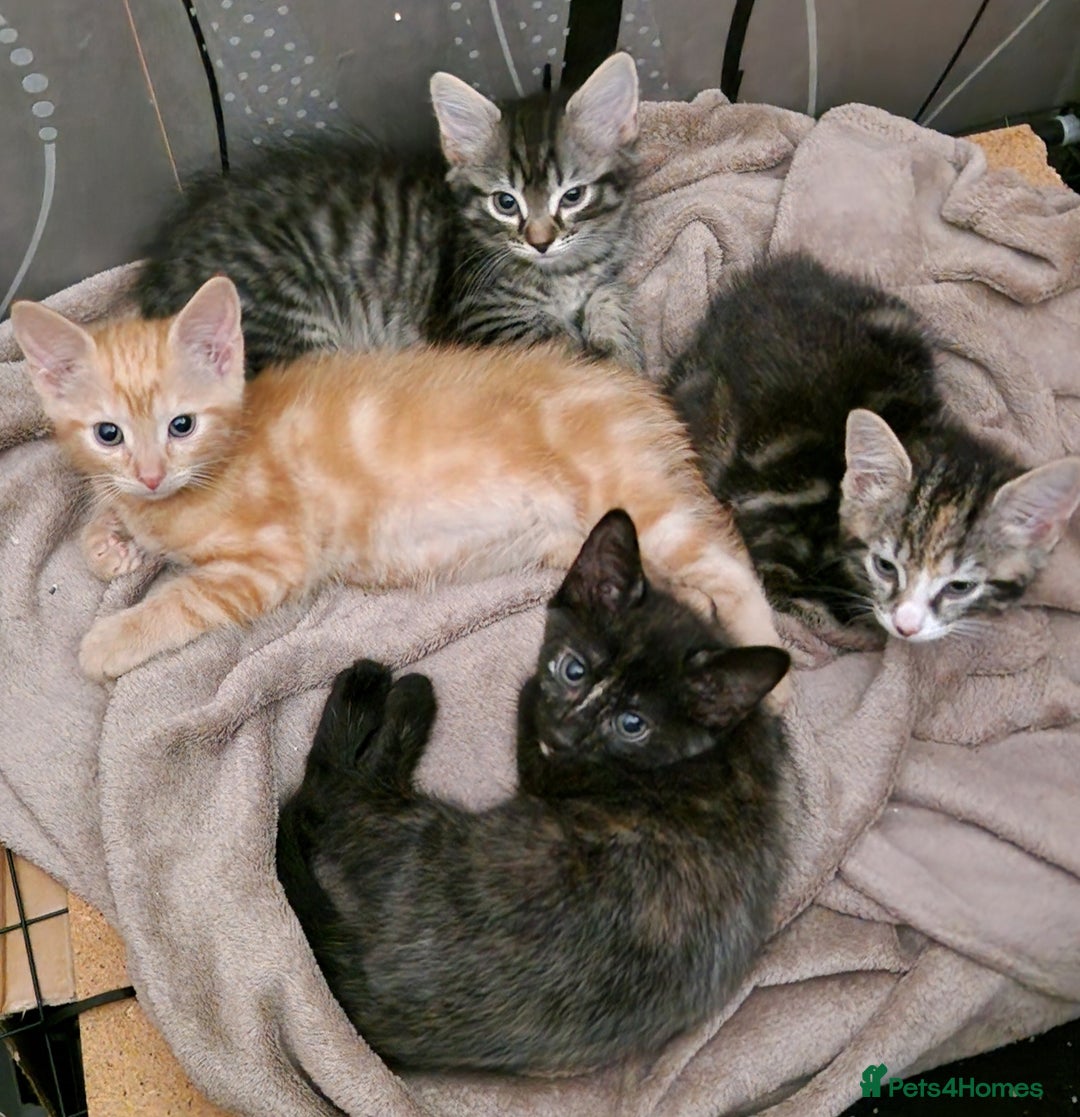 Mixed Breed cats for sale: Gorgeous Bundle Of Fluffy Kittens - Image 2