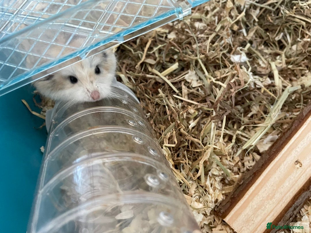 Hamster rodents for sale: Russian dwarf hamster  - Image 6