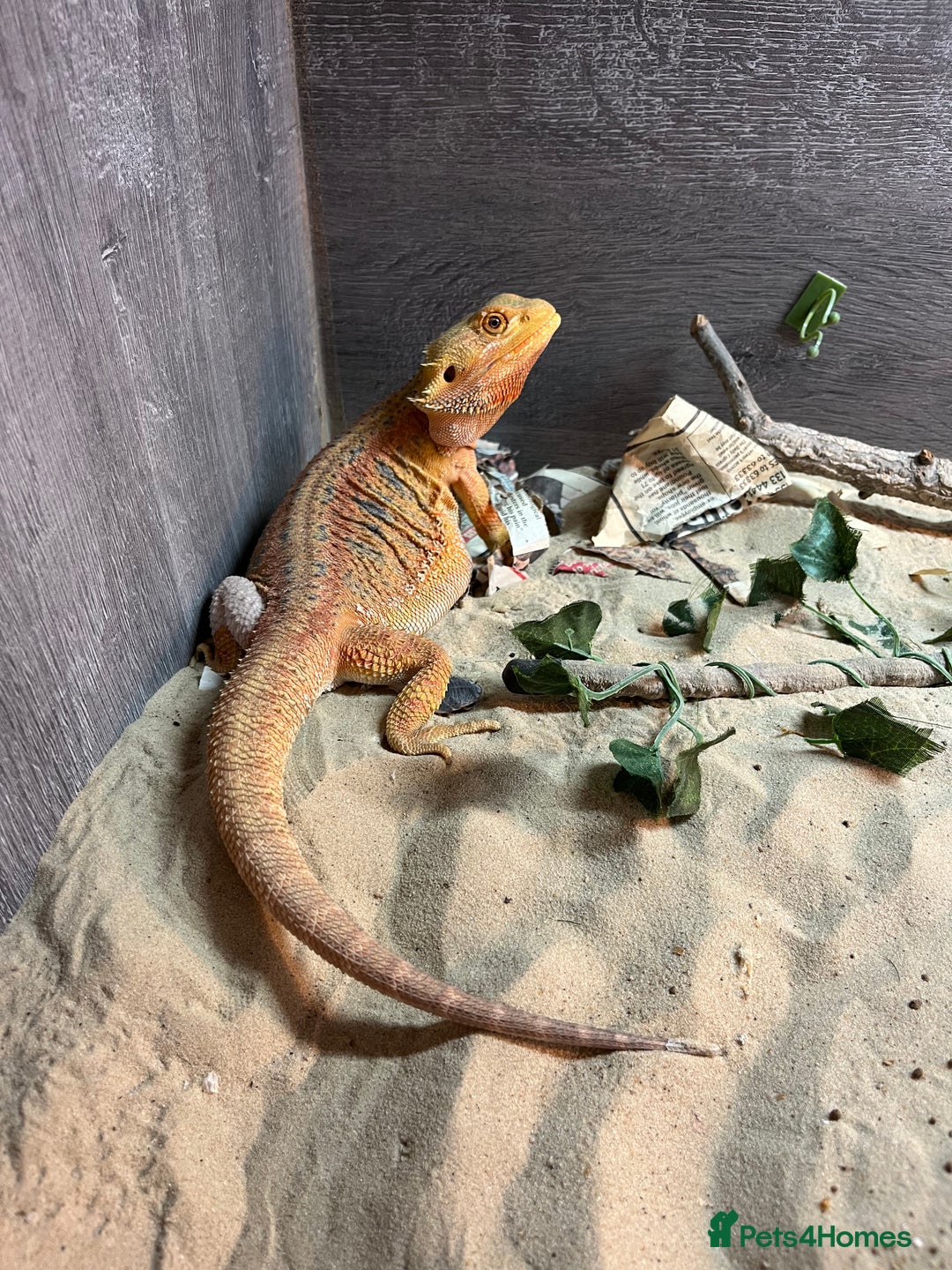 Bearded Dragon reptiles for sale: Bearded dragon  - Advert 5