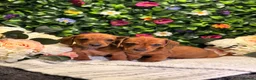 Dachshund dogs for sale: Standard Dachshund Puppies - READY NOW - Advert 36