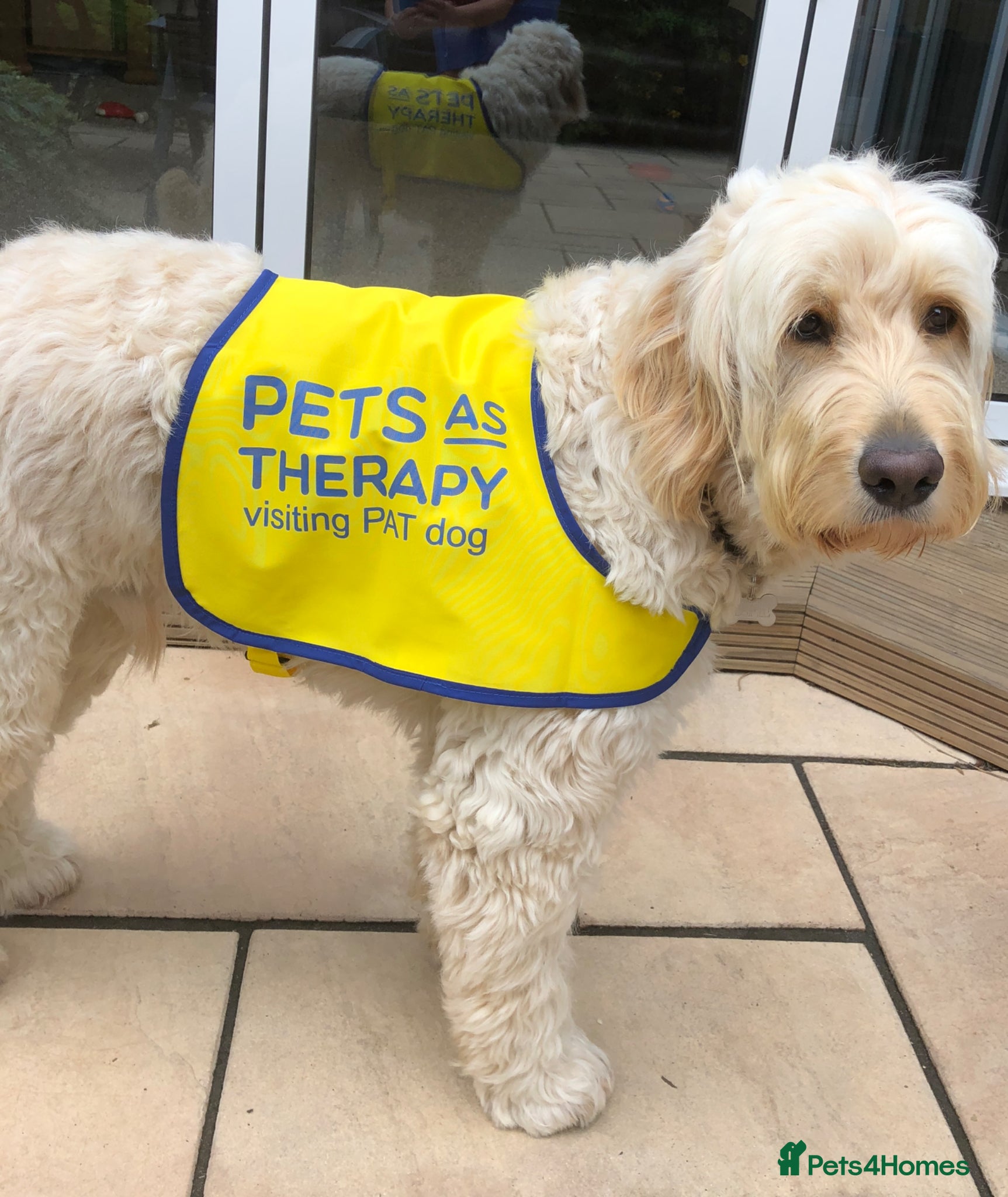 Goldendoodle dogs LAST 3 LARGE PREMIUM MULTIGEN DOUBLE DOODLES 🐾🐾 - Advert 10