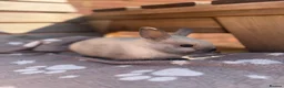 Netherland Dwarf rabbits for sale: Netherland dwarf babies - Advert 8