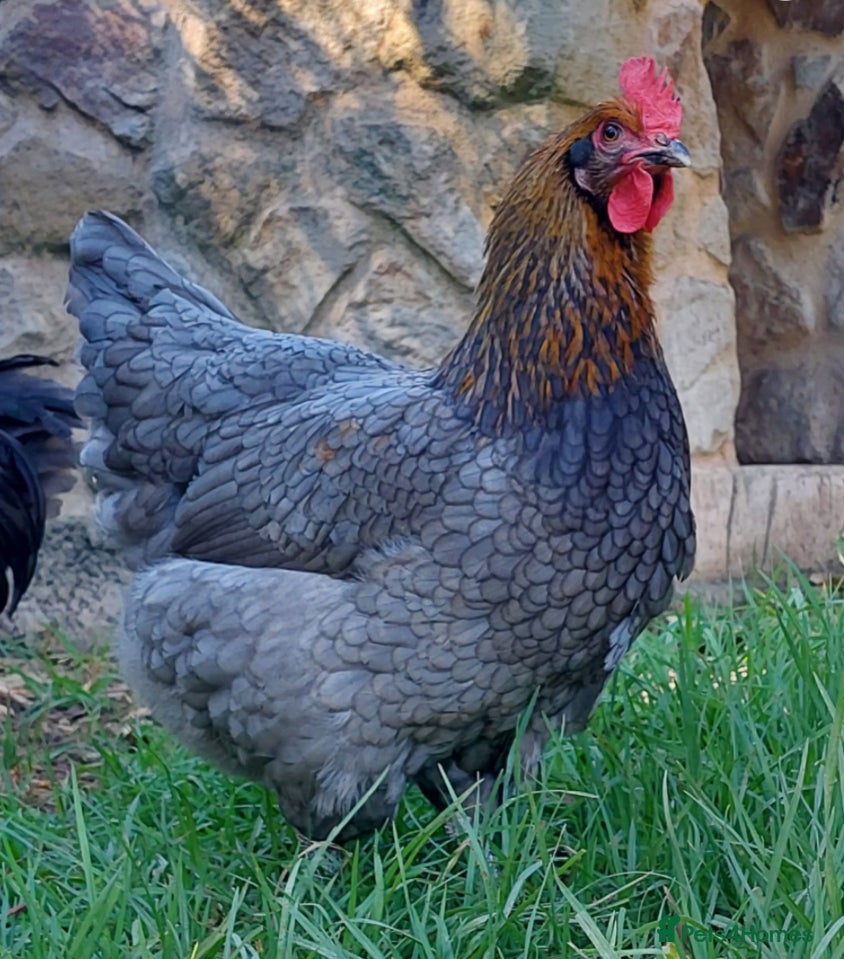 Chickens poultry French Copper Blue Marans - Dark Brown Eggs - Advert 18