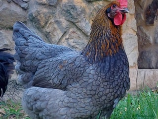 Chickens poultry - Advert 21