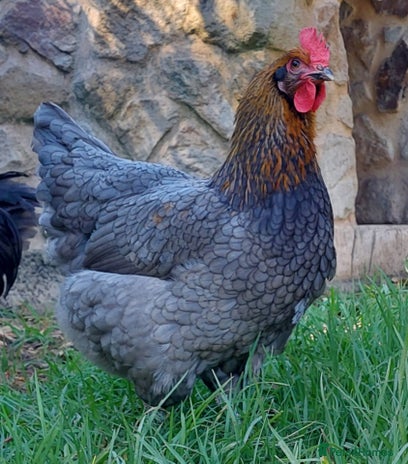 Chickens poultry - Advert 12
