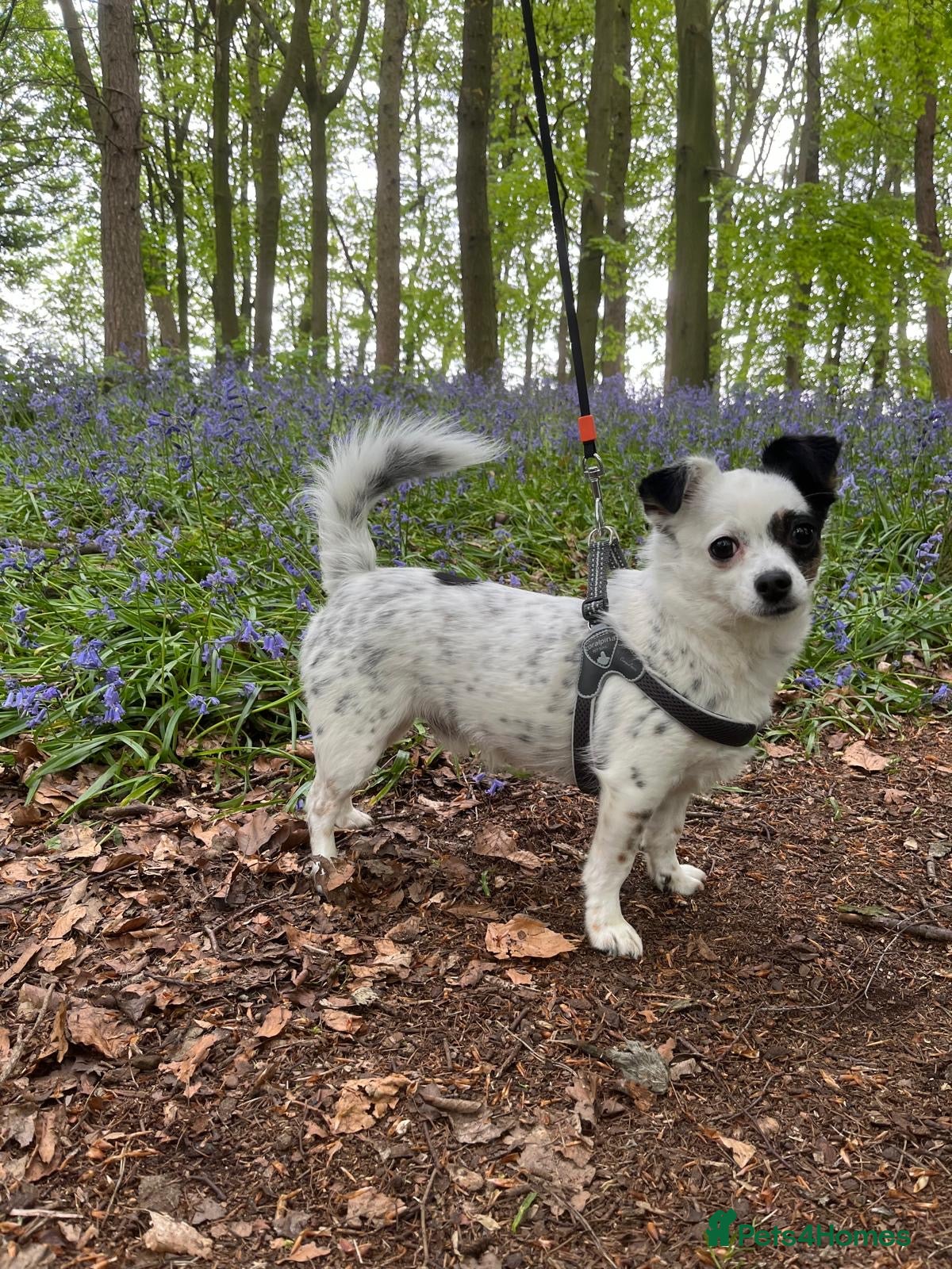 Jack Chi dogs Beautiful 4-Year-Old Jack Russell x Chihuahua  - Advert 1