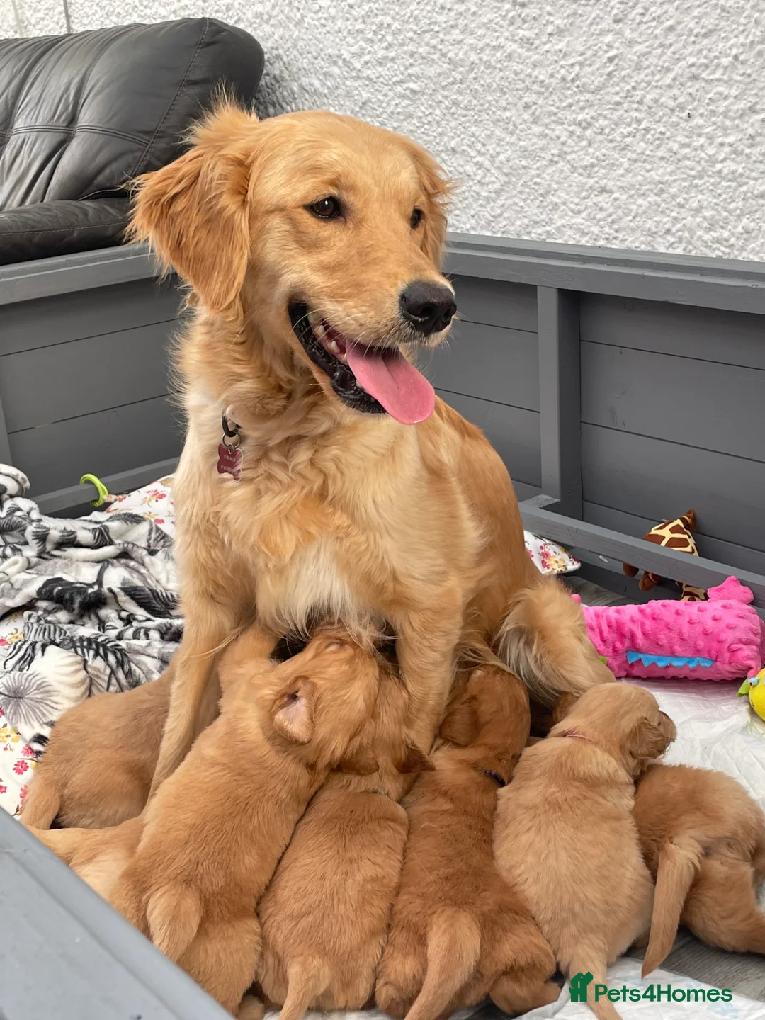 Golden Retriever dogs for sale: Stunning K.C Reg Health tested Golden Retrievers in Belper - Advert 14