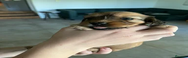 Puppy 1