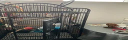 Ringnecks birds for sale: BLUE RINGNECK PARAKEET WITH HER/HIS CAGE in Kettering - Advert 6
