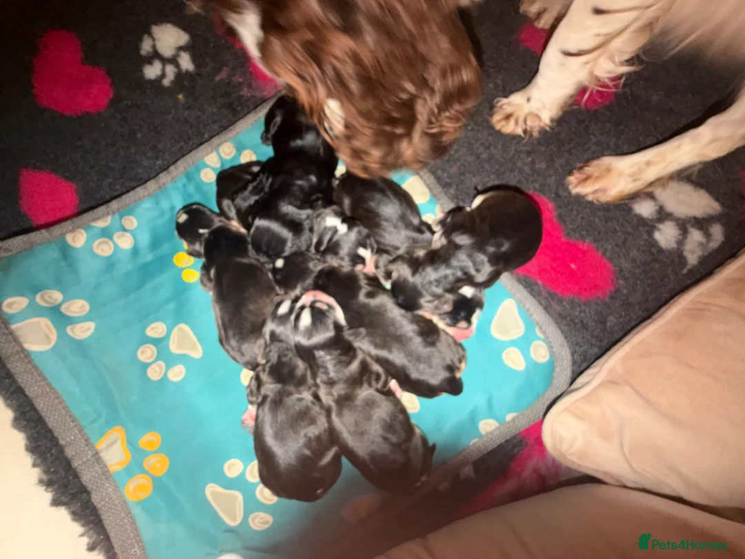 Cocker Spaniel dogs for sale: Beautiful cocker spaniel babies  - Advert 2