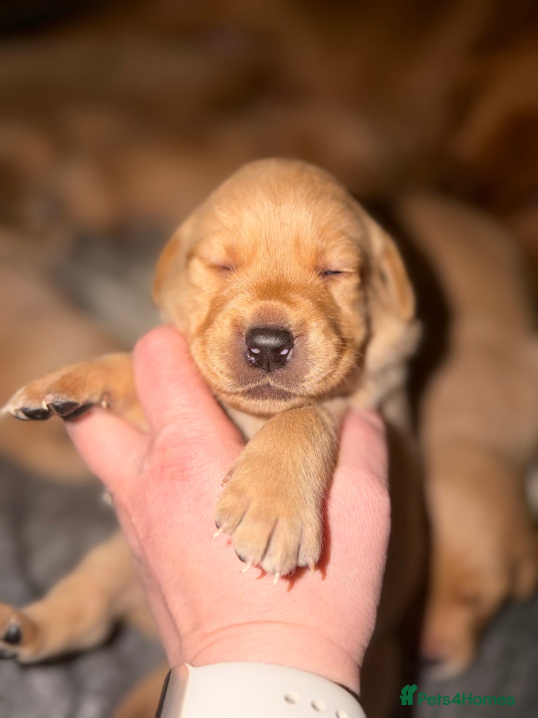Labrador Retriever dogs for sale: Fox Red Labrador pups  - Advert 2