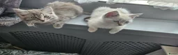 Ragdoll cats for sale: 4 kittens ragdoll and British shorthear mix - Advert 9