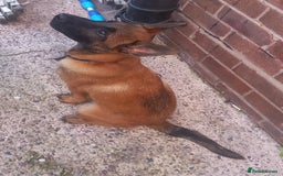 Belgian Shepherd Dog dogs for sale: Beautiful little Belgian shepherd male dog - Image 2