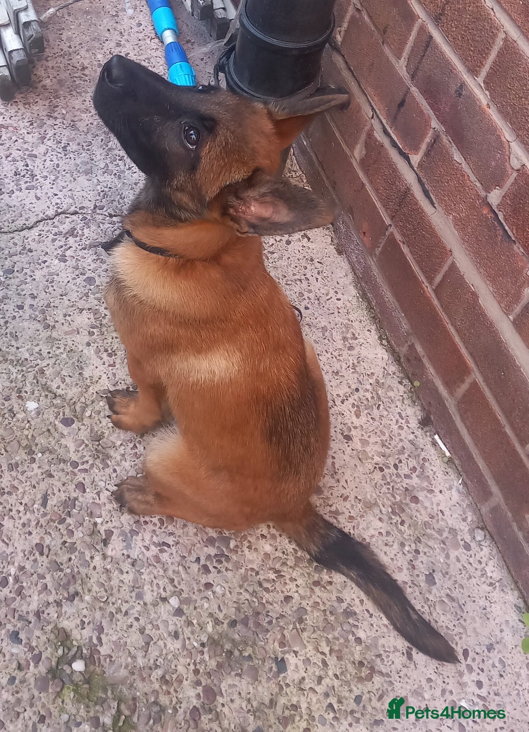 Belgian Shepherd Dog dogs for sale: Beautiful little Belgian shepherd male dog - Image 2