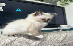 Ragdoll cats for sale: Beautiful Ragdoll kittens - Image 5