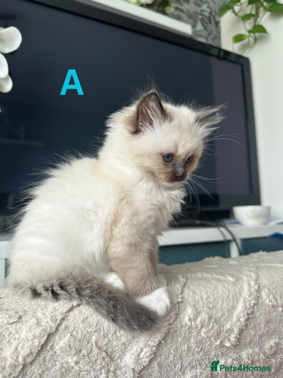 Ragdoll cats for sale: Beautiful Ragdoll kittens - Image 5