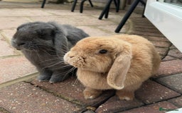 Mini Lop rabbits for sale: Pair of beautiful mini lops - Image 1