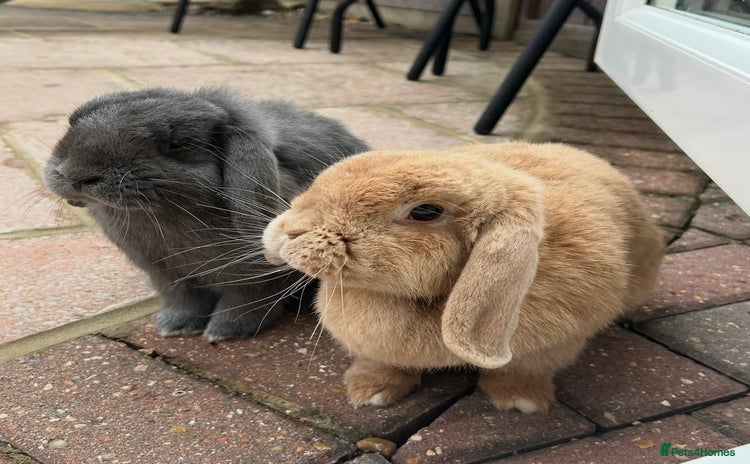 Mini Lop rabbits - Advert 16