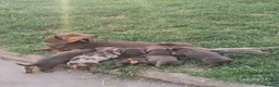 Miniature Dachshund dogs for sale: Miniature DACHSHUND  - Advert 20