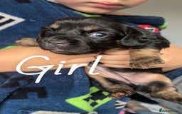 Miniature Dachshund dogs for sale: Beautiful sausage dogs🥰 - Image 1
