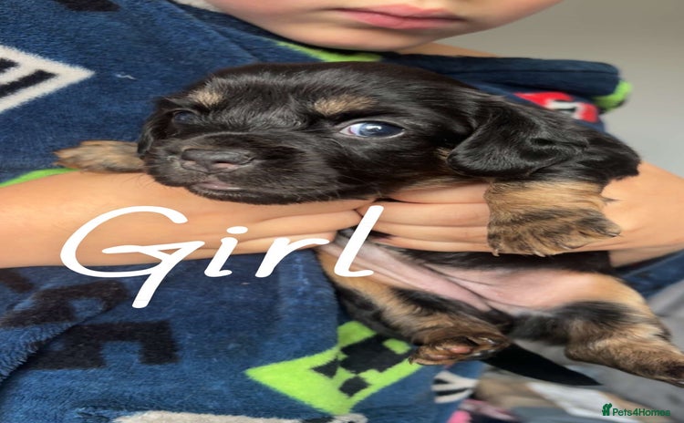 Miniature Dachshund dogs - Advert 1