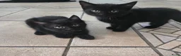Mixed Breed cats for sale: Four Gorgeous Fluffy Black Kittens 🐈‍⬛🖤 - Advert 16
