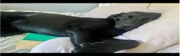 Labrador Retriever dogs for sale: 🐾 GORGEOUS LABRADOR PUPPIES – BORN 25TH SEPTEMBER - Advert 9