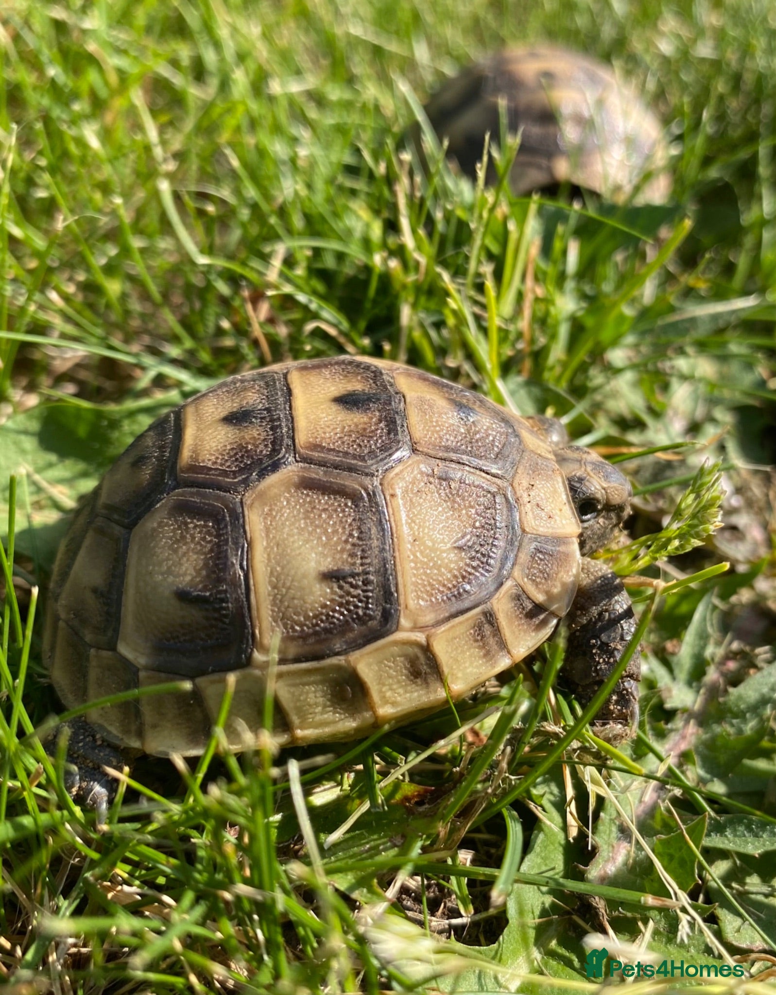 Tortoise reptiles Mediterranean spurthigh tortoise hatchlings - Advert 1
