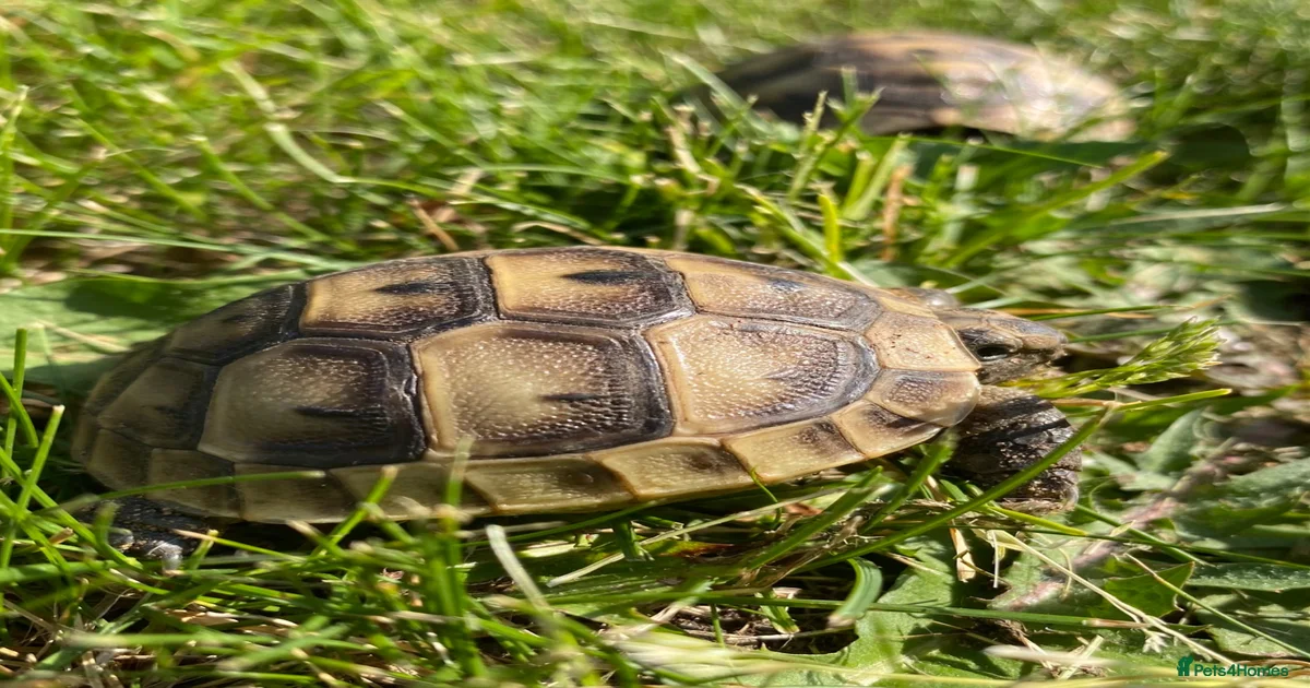 Reptiles for sale in Okehampton, Devon | Pets4Homes