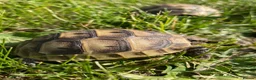 Tortoise reptiles for sale: Mediterranean spurthigh tortoise hatchlings in Plymouth - Advert 1