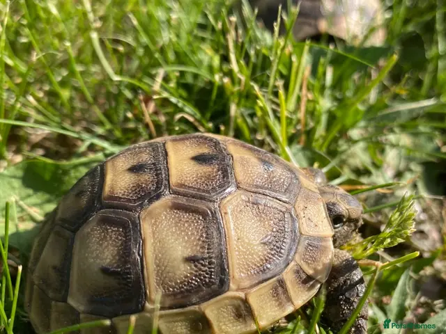 Tortoise reptiles Mediterranean spurthigh tortoise hatchlings - Advert 1