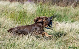 Cocker Spaniel dogs for stud: Working Chocolate & Tan Stud in Bedale - Image 11