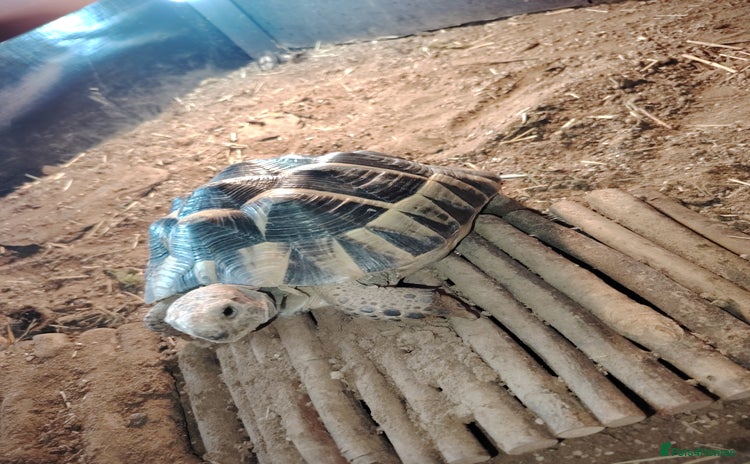Hermann Tortoise reptiles - Advert 5