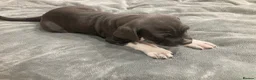 Cane Corso dogs for sale: Pure Cane Corso puppies - Advert 3