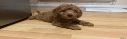 Cockapoo dogs for stud: PROVEN STUD - Red/Apricot F1B cockapoo in Dunstable - Advert 14