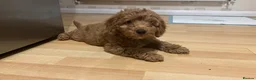 Cockapoo dogs for stud: PROVEN STUD - Red/Apricot F1B cockapoo in Dunstable - Advert 14