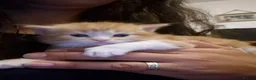 British Shorthair cats for sale: Beautiful mixed kittens - Advert 26