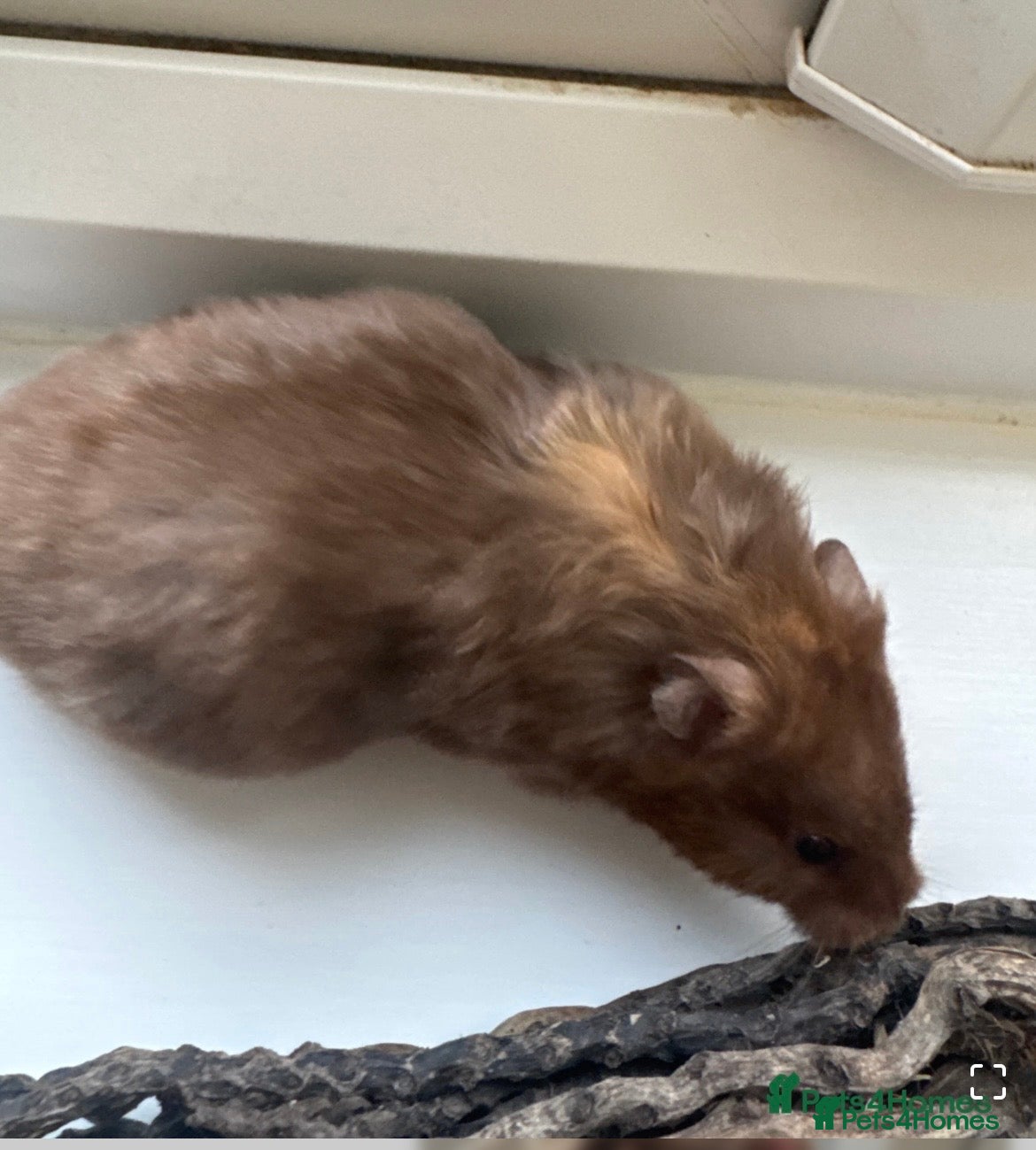 Hamster rodents 3 female hamsters available  - Advert 3