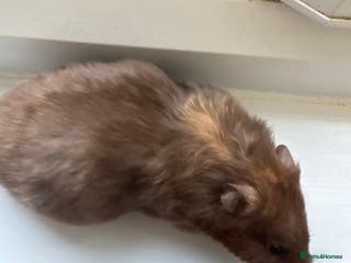 Hamster rodents 3 female hamsters available - Advert 1