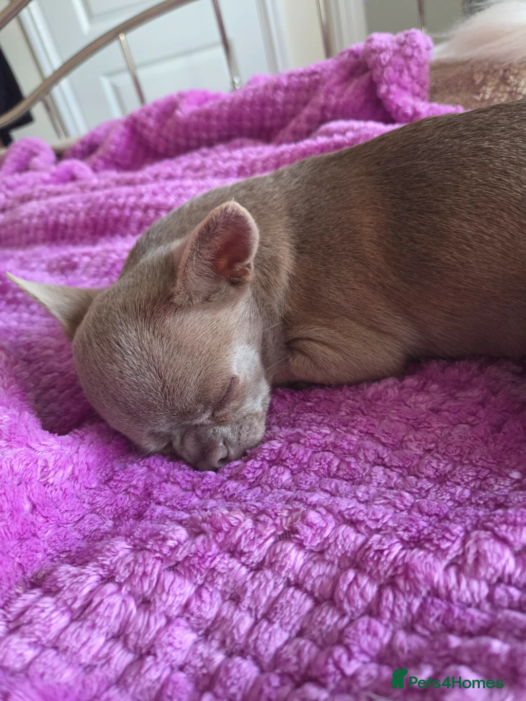 Chihuahua dogs for sale: Tiny lilac adult female - Advert 2