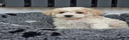 Poochon dogs for sale: Health-Tested Poochon Puppies – Ready NOW - Advert 21