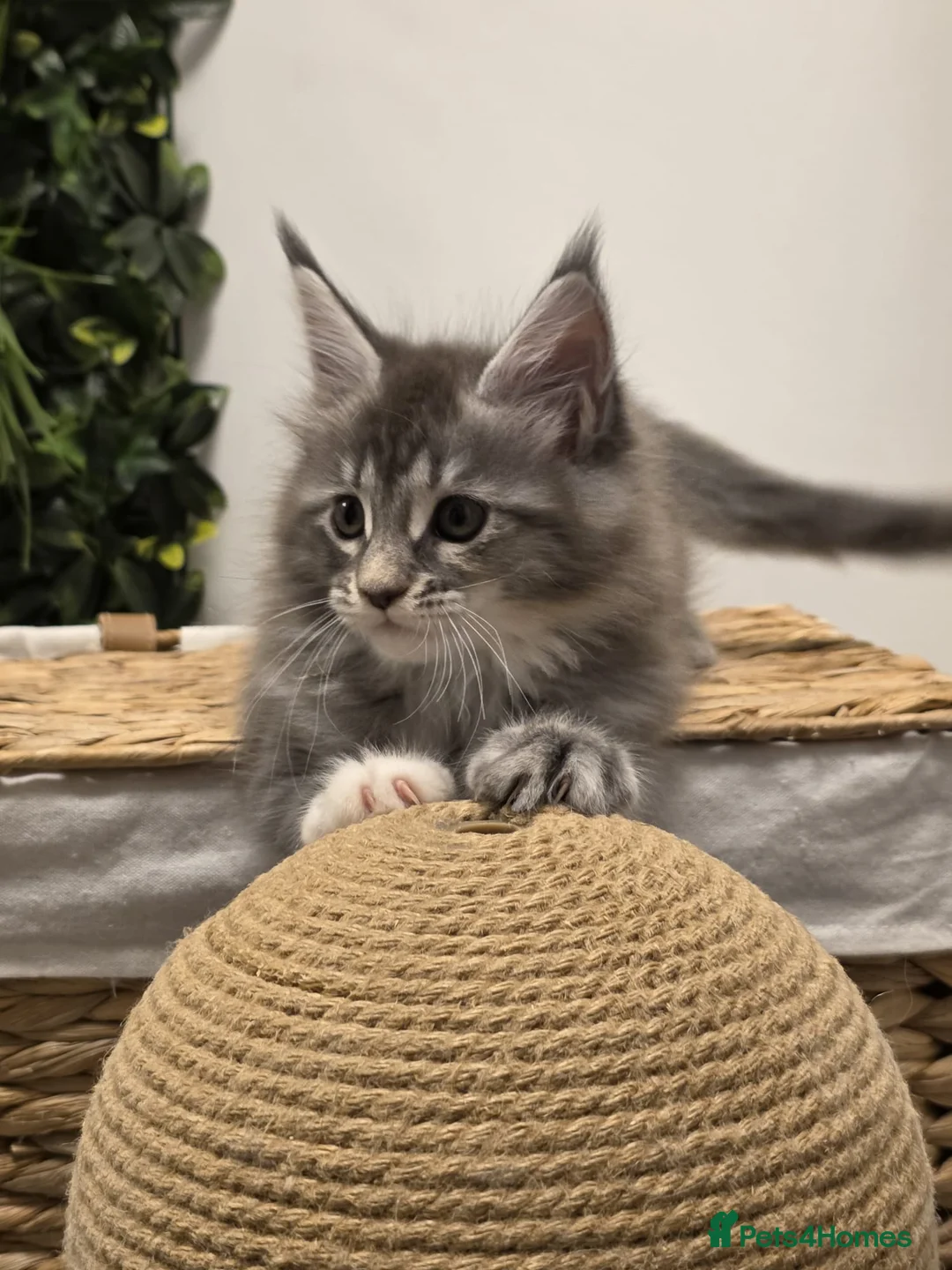Maine Coon cats for sale: BEAUTIFUL MAINE COON KITTENS - Advert 15