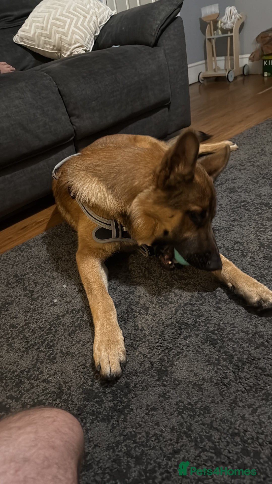 German Shepherd dogs for sale: 1 year old German shepherd  - Image 6