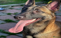 Belgian Shepherd Dog dogs for sale: Guard dog Belgium Malanoi - Image 3
