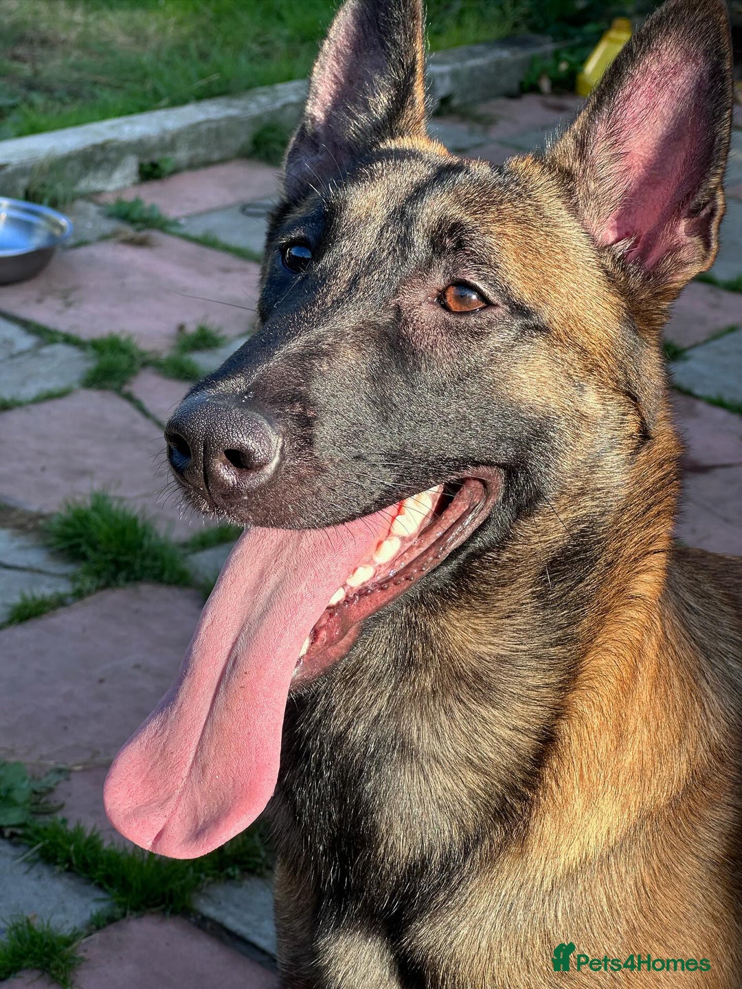 Belgian Shepherd Dog dogs for sale: Guard dog Belgium Malanoi - Image 3